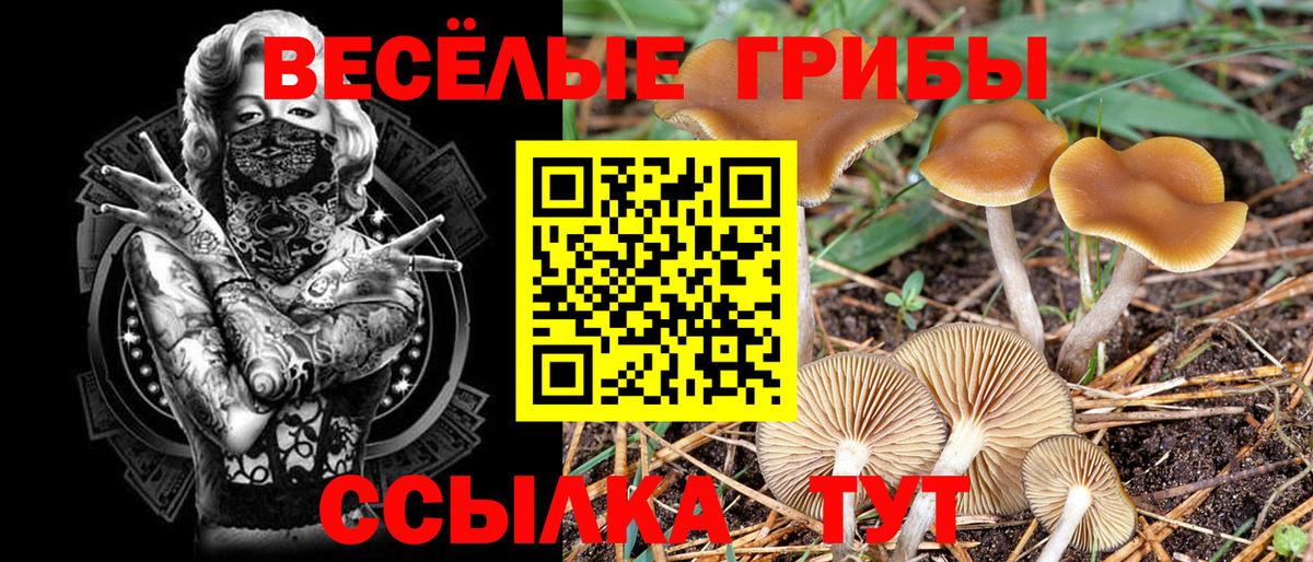 Корсаков  Псилоцибиновые грибы Cubensis  Вход с VPN 